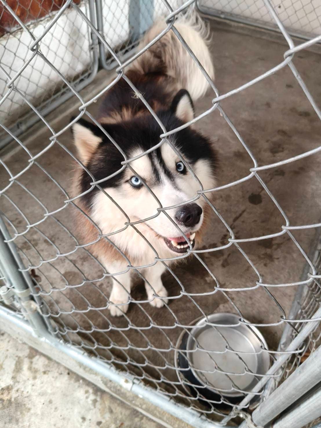 บริการส่งสัตว์เลี้ยง